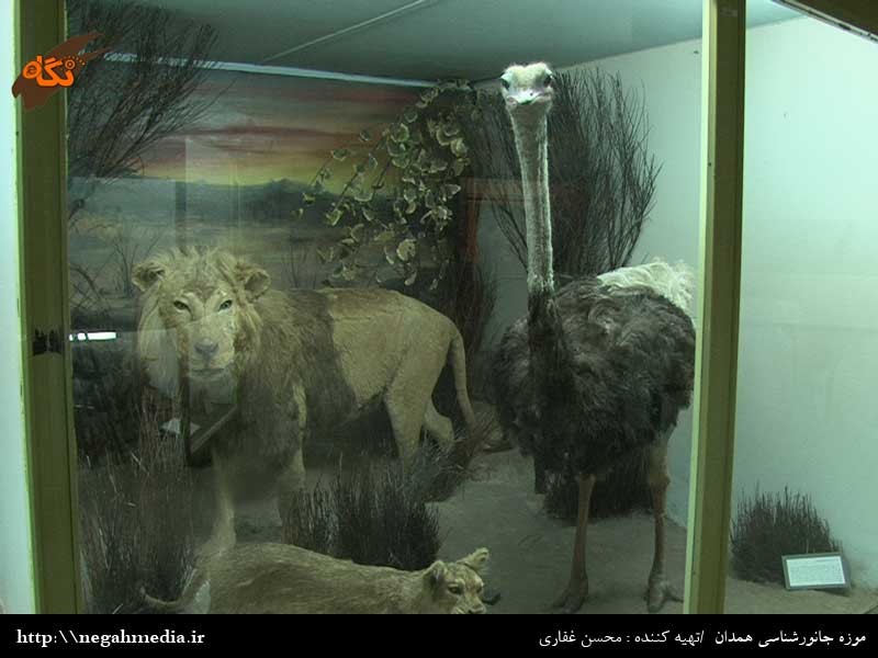 موزه جانور شناسی همدان