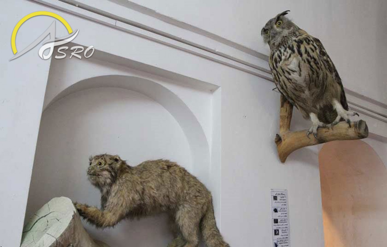 موزه حیات وحش بیرجند