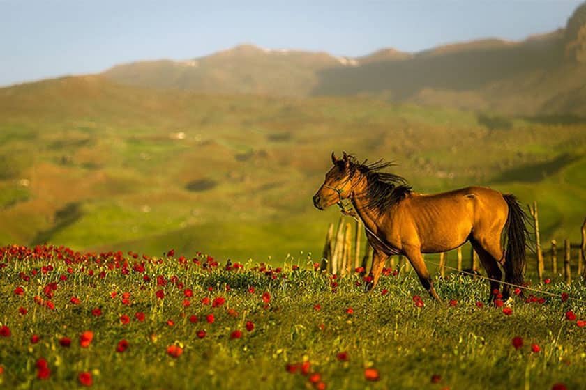 ییلاق شکر دشت
