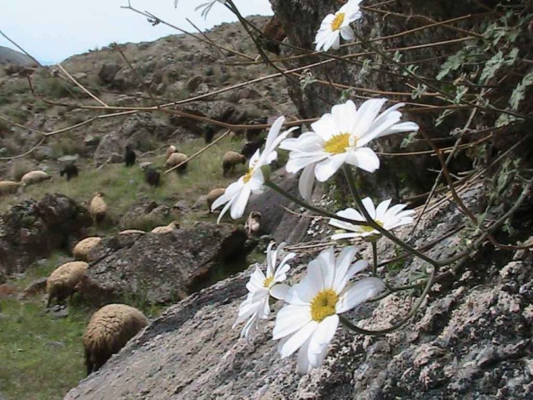 روستای پست کندی