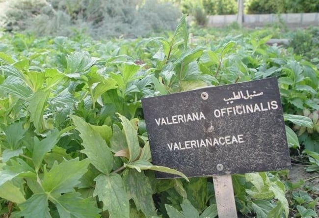 باغ گیاهان دارویی