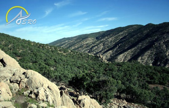 تنگ ارغوان
