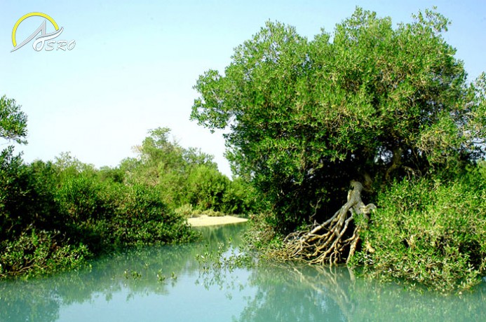 جنگل های حرا گواتر