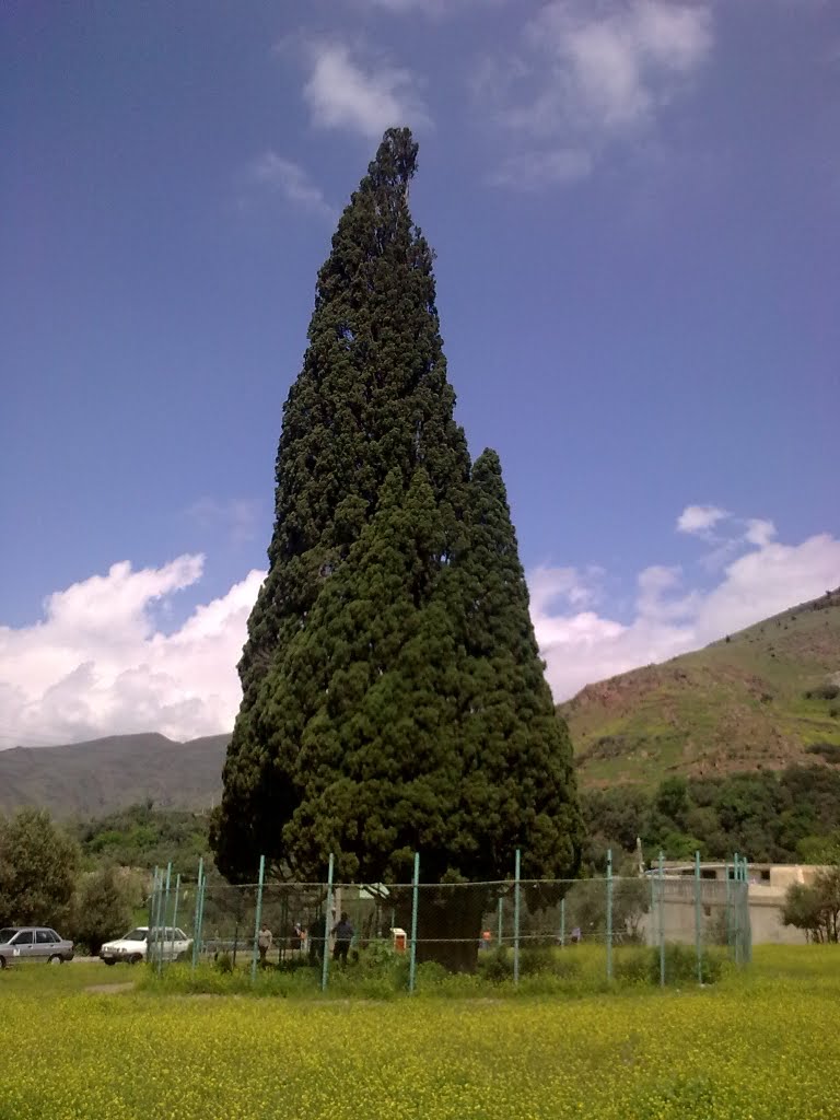 سرو کهنسال هرزویل
