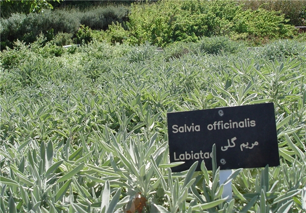 باغ گیاهان دارویی