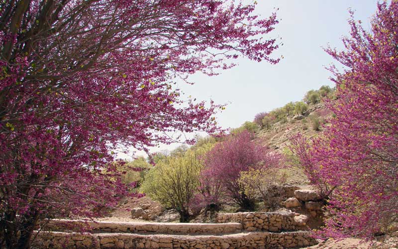 تنگ ارغوان
