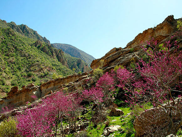 تنگ ارغوان