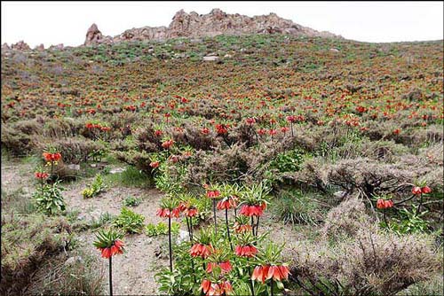 روستای دره بید