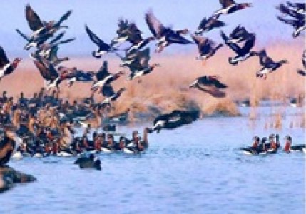 پناهگاه حیات وحش سلکه