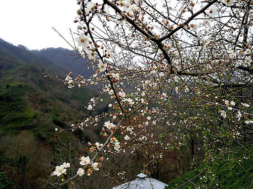 لیلا کوه