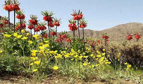 روستای دره بید