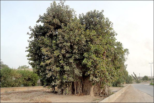 جزیره خارک