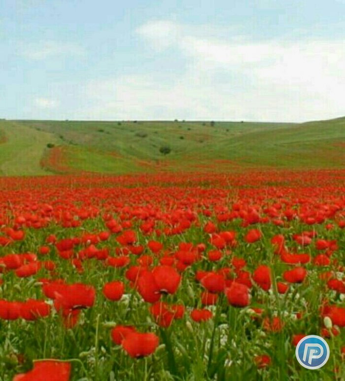 دشت ارژن