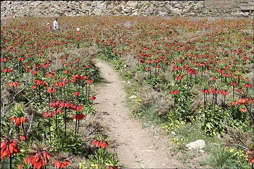 روستای دره بید