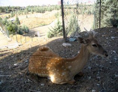 پارک پردیسان