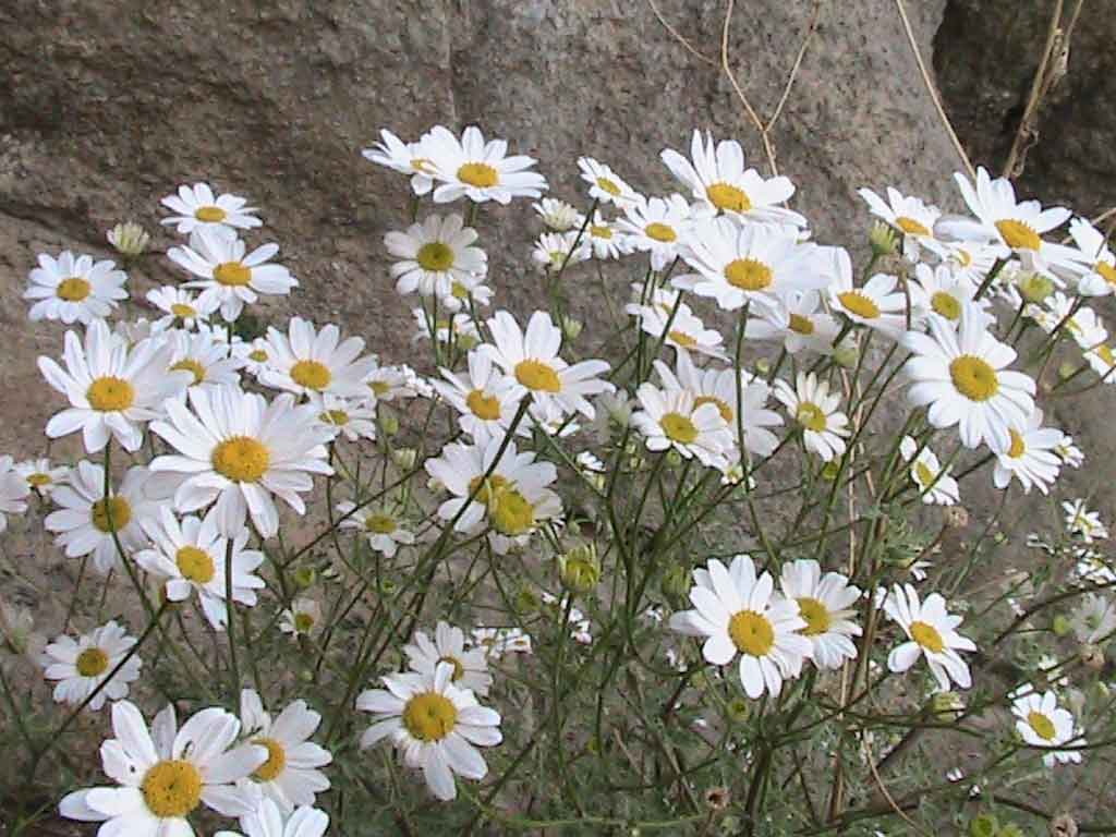 روستای پست کندی