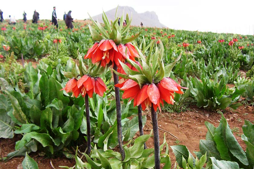 روستای دره بید