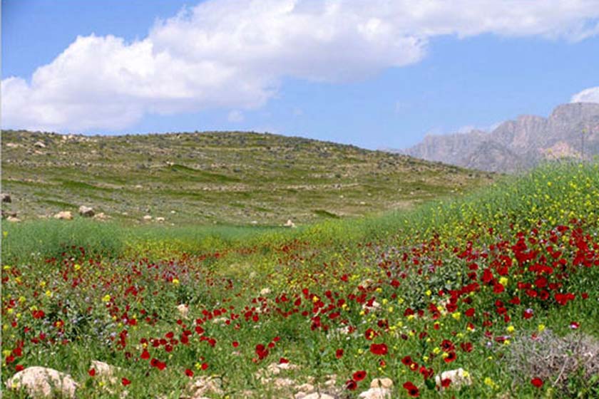 دشت ارژن