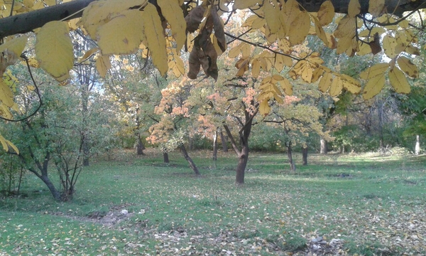 روستای «الماس»