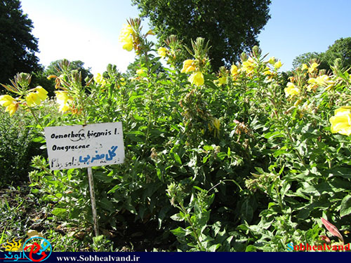 باغ گیاهان دارویی