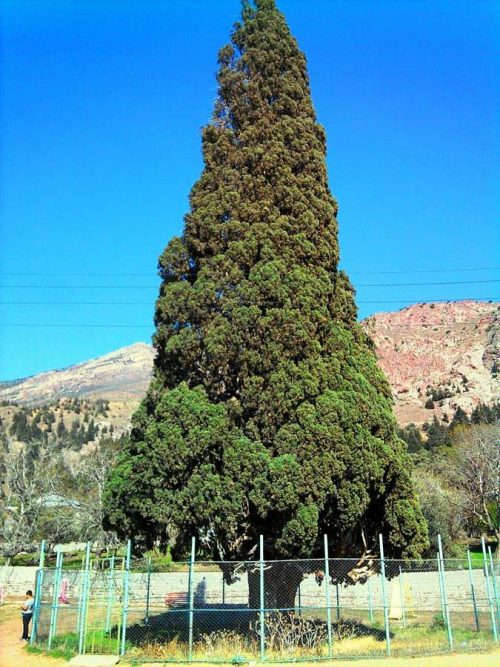 سرو کهنسال هرزویل