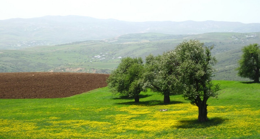 ییلاق دیلمان