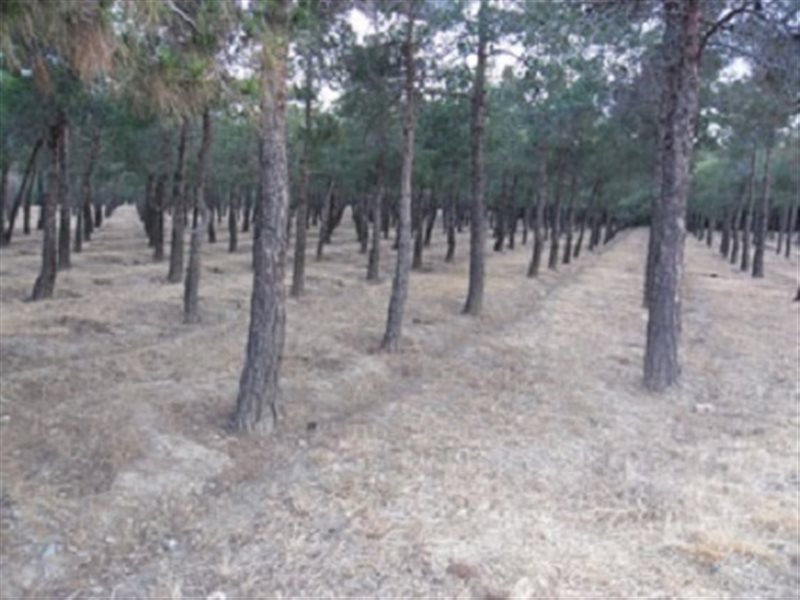 پارک جنگلی خرگوش دره