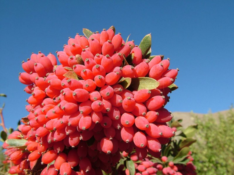 زرشک