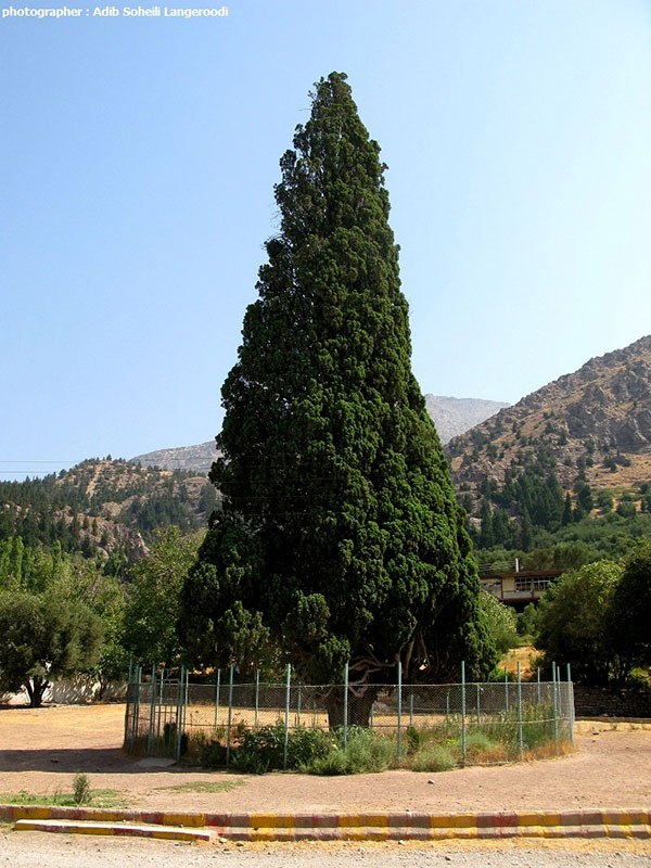 سرو کهنسال هرزویل