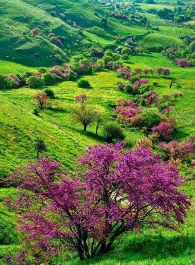 تنگ ارغوان