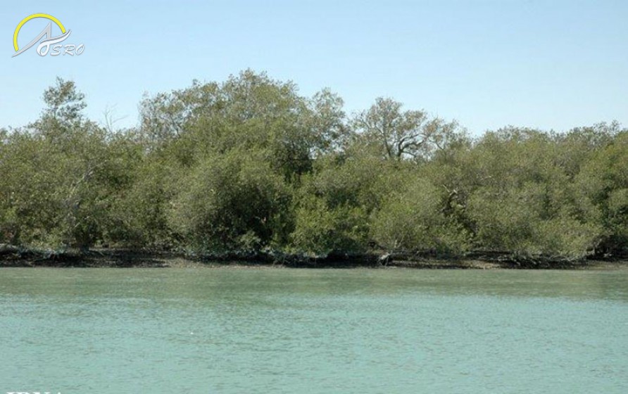 جنگل های حرا گواتر