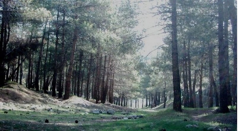 پارک جنگلی لویزان