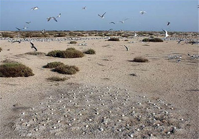 جزیره نخیلو