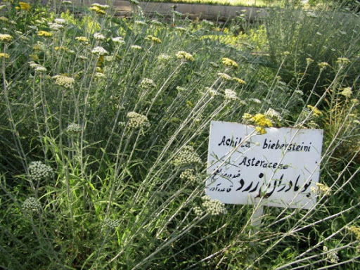 باغ گیاهان دارویی
