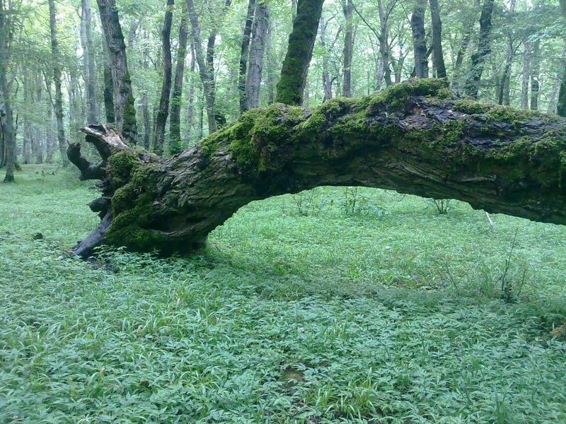 پارک جنگلی نور