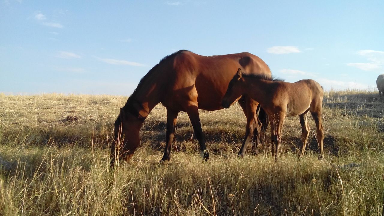 روستای لاطران