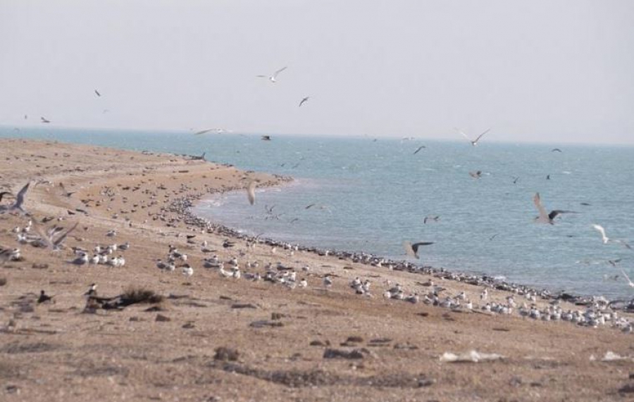 جزیره نخیلو