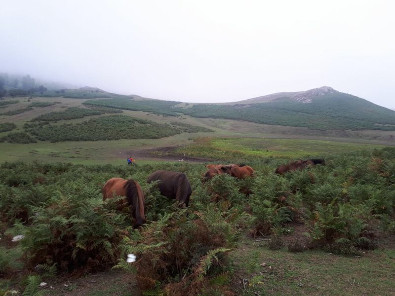 روستای فارسیان