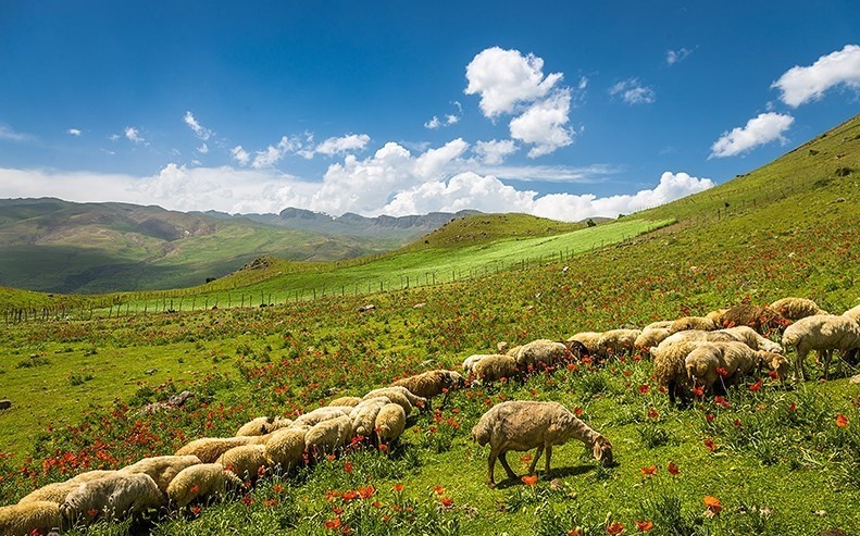 ییلاق شکر دشت