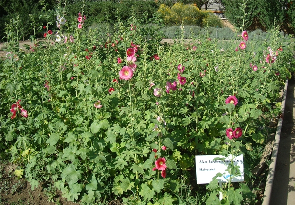 باغ گیاهان دارویی