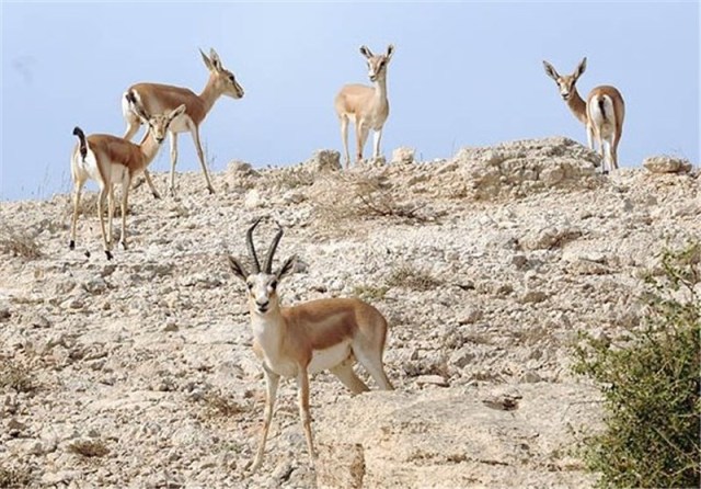 منطقه حفاظت شده مند